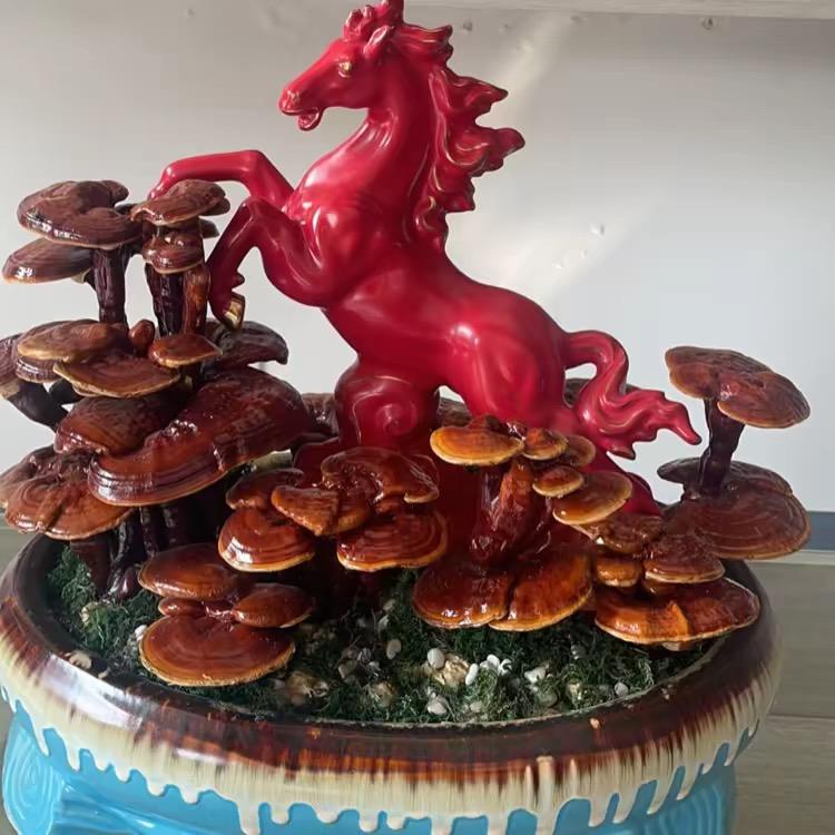 三秀呈祥仙芝冠专卖店