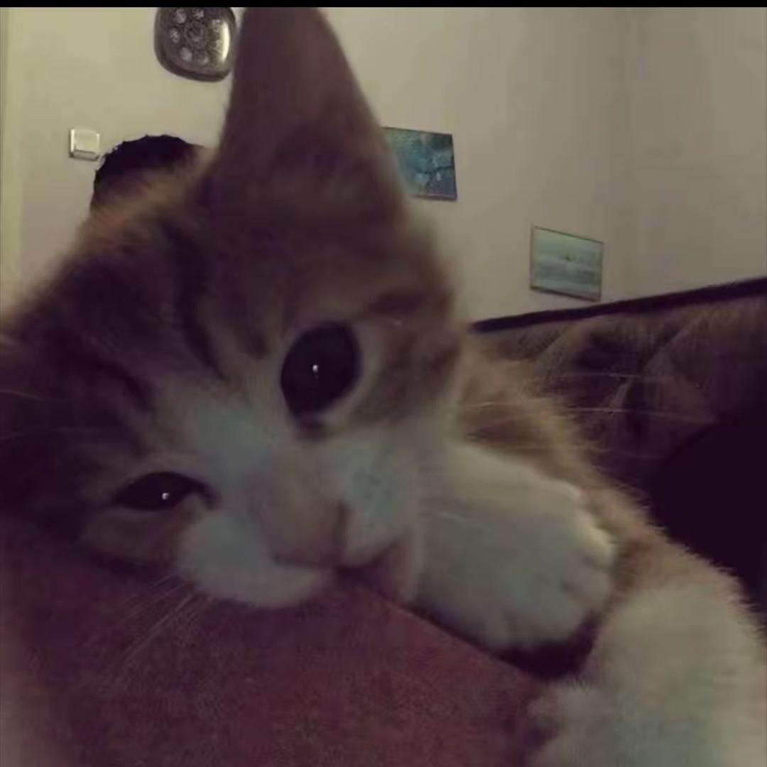 ︋︋︋︋︋   ㅤㅤㅤㅤ