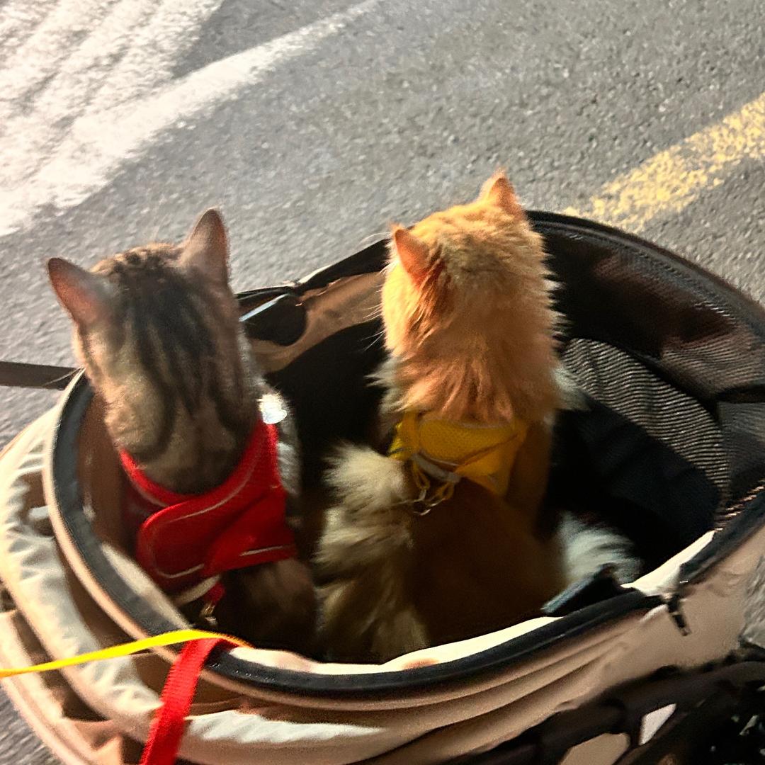 小短腿fitfit