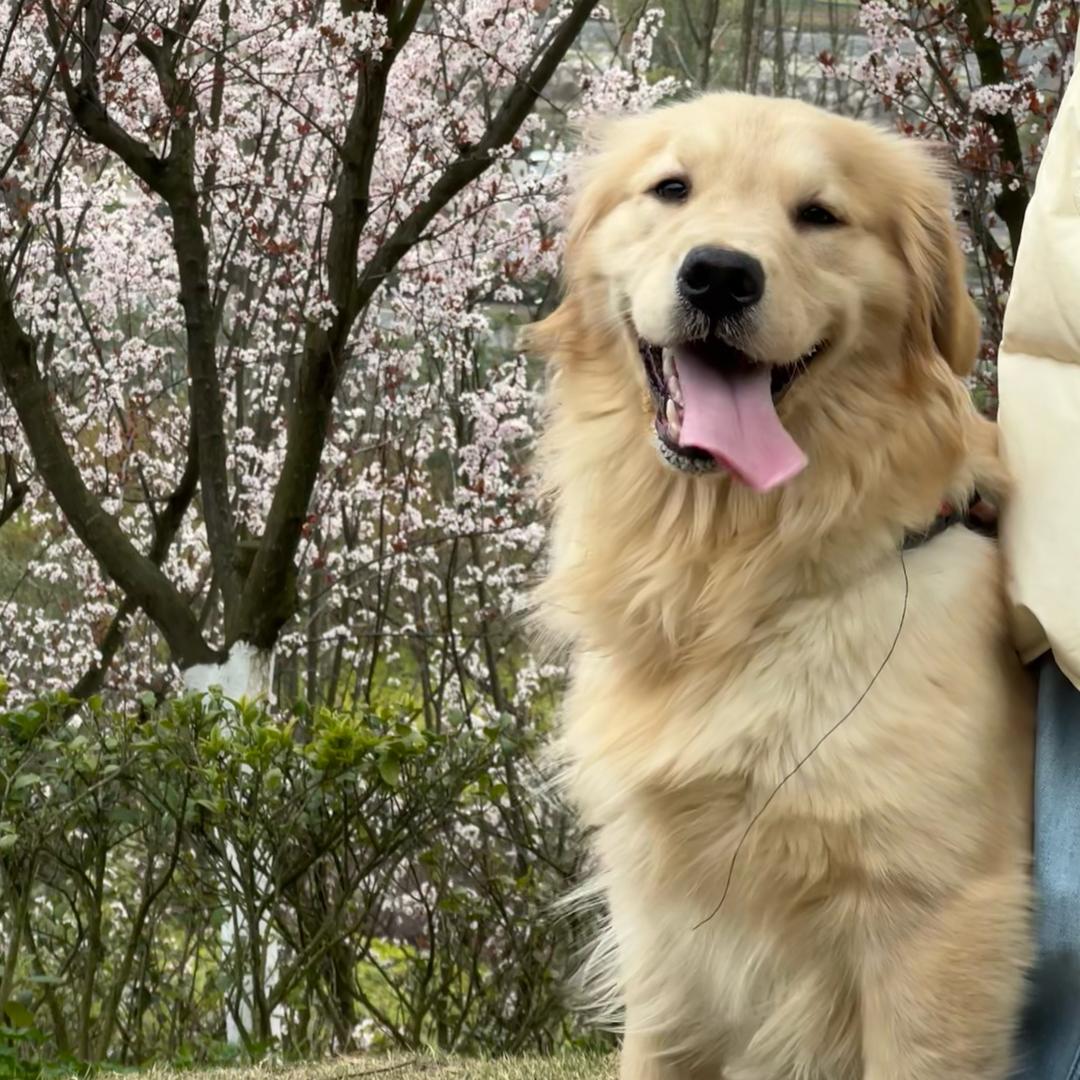 那个村的哥旺财（贵阳金毛犬舍）
