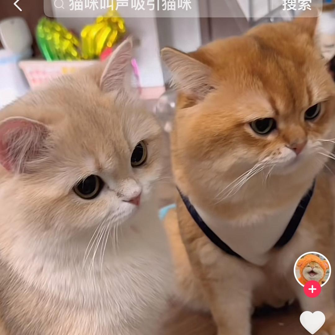 达不溜衣哥