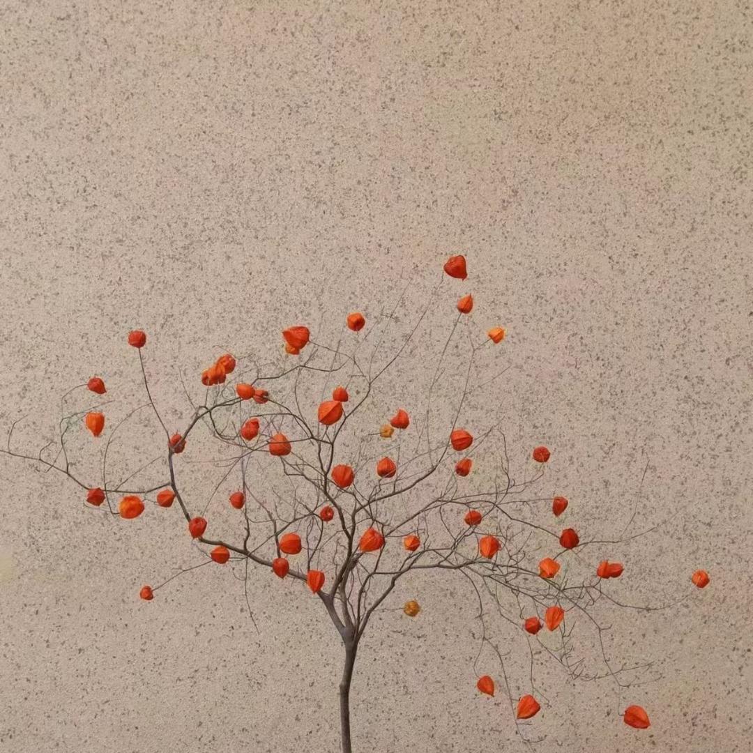 明哥