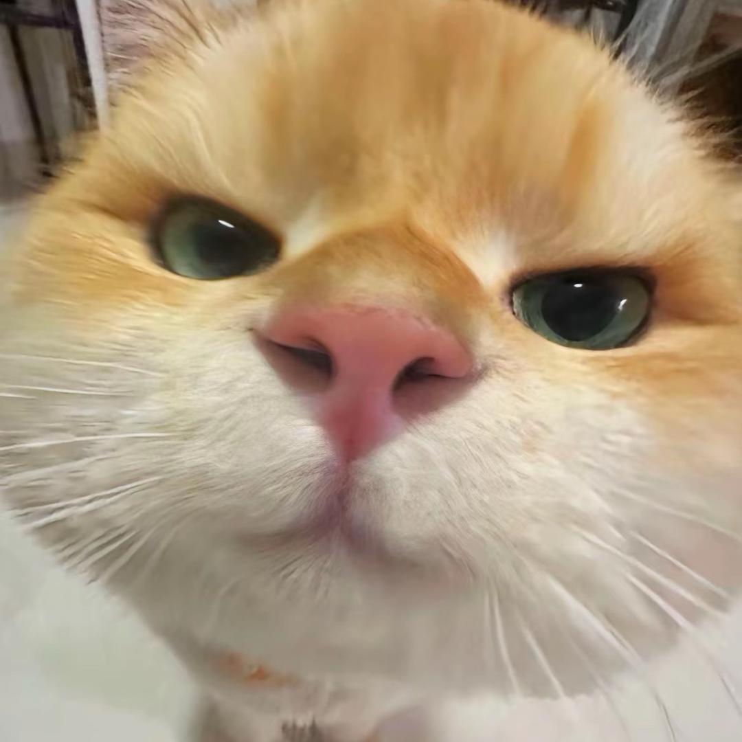 投降🙃