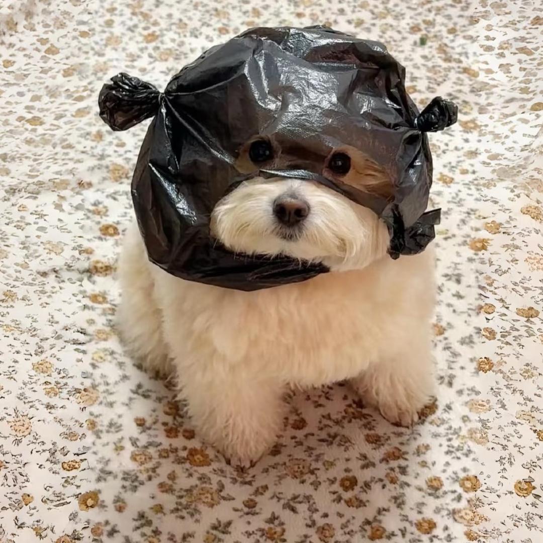 狗子