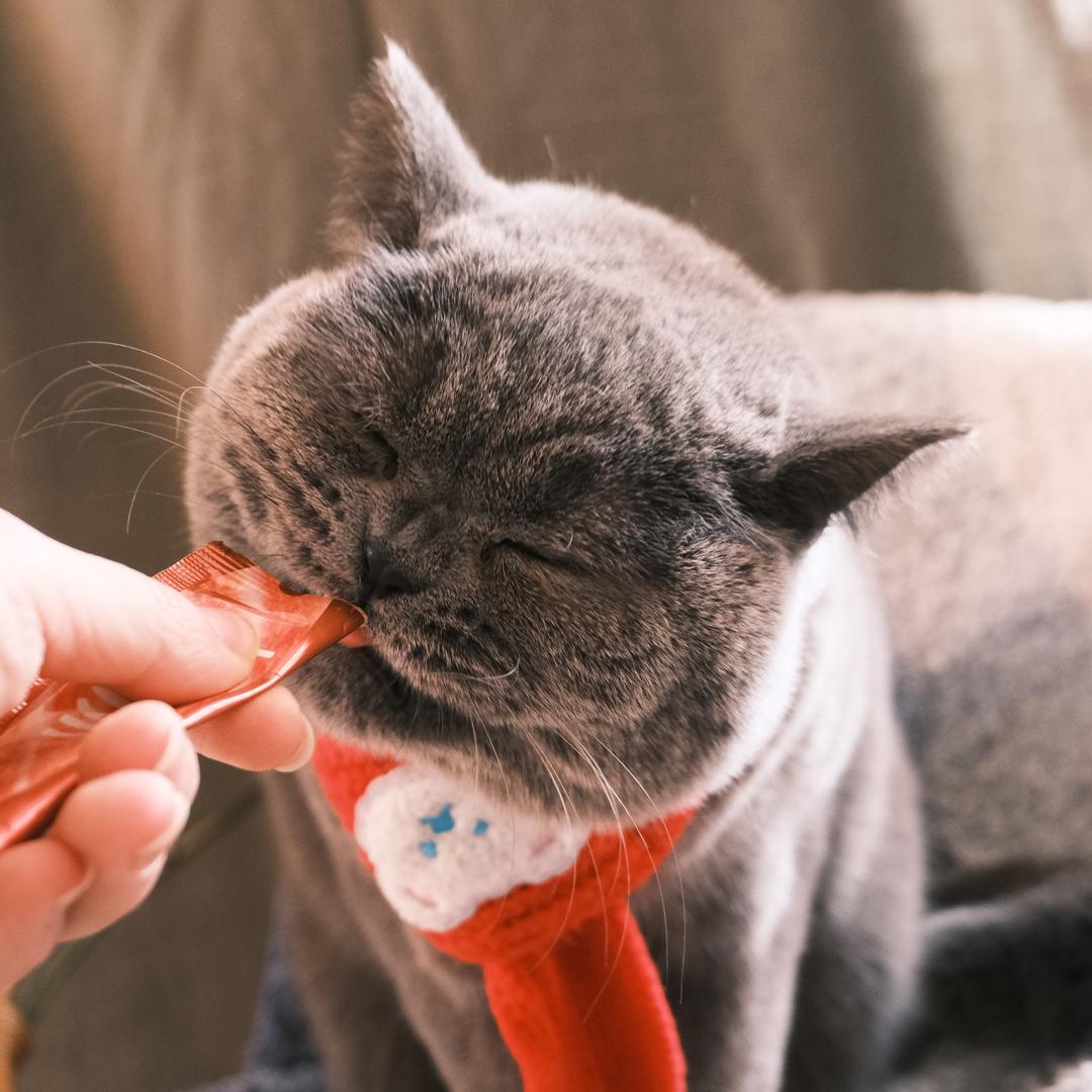 百万在睡觉💤