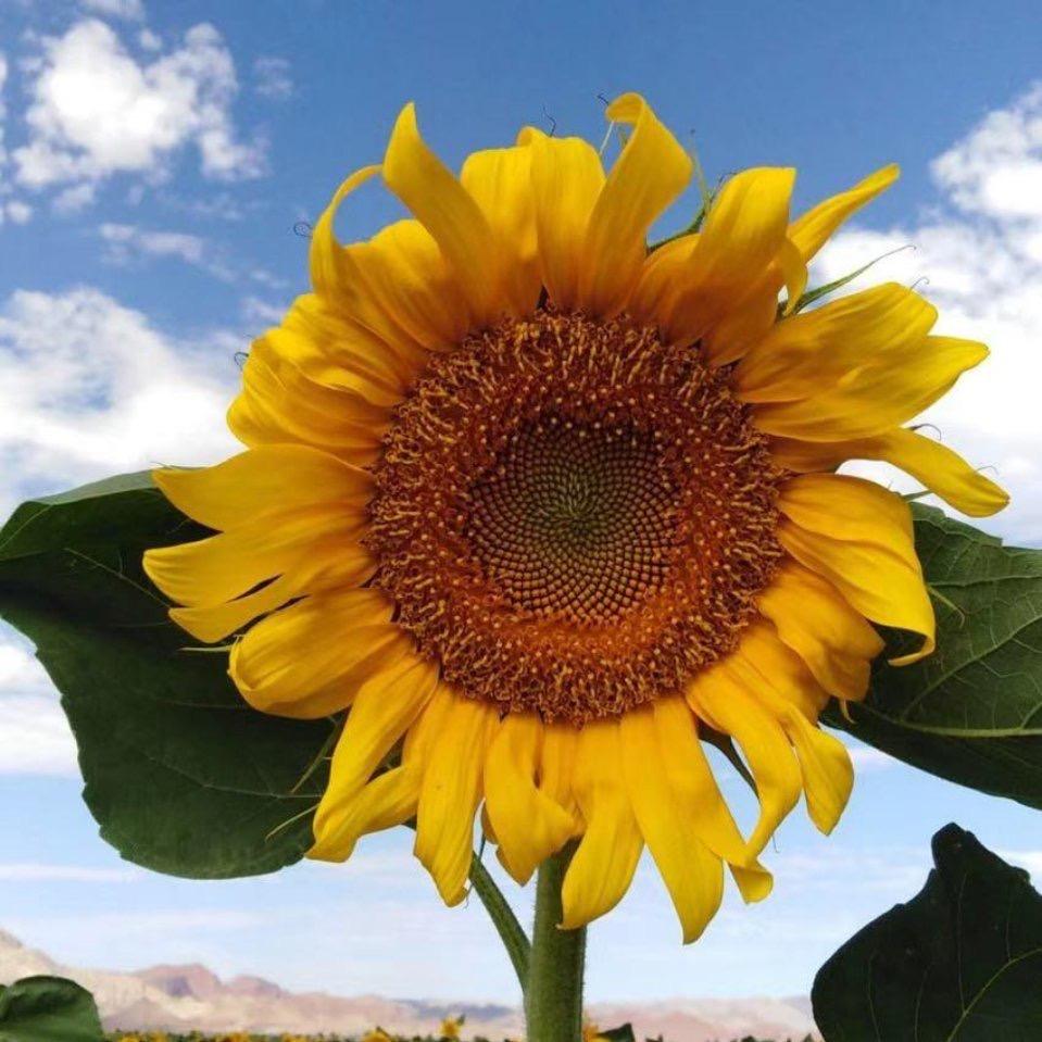 芬姐开心果➕美食煲靓汤分享@抖音