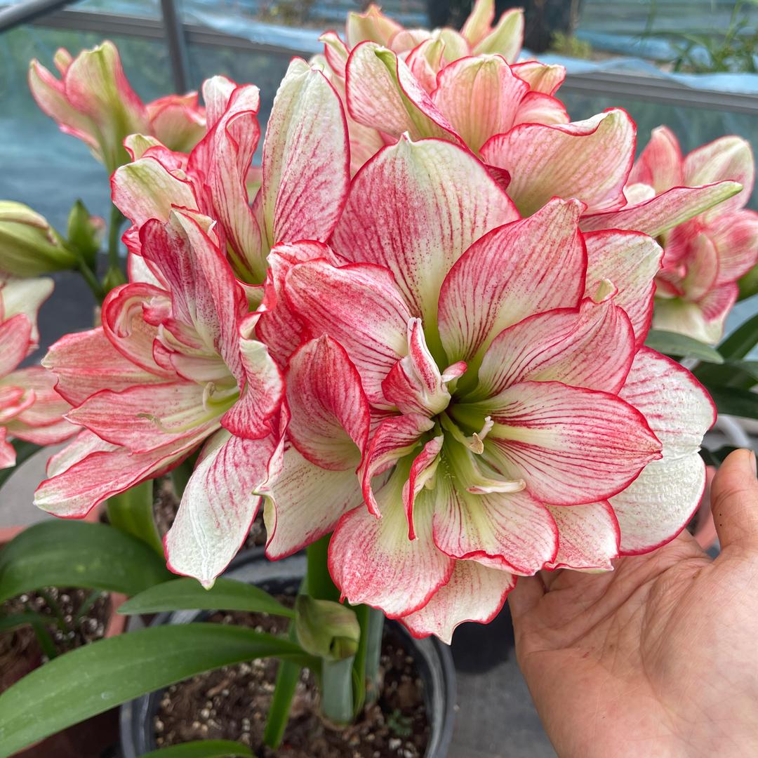 湖北阿娇朱顶红