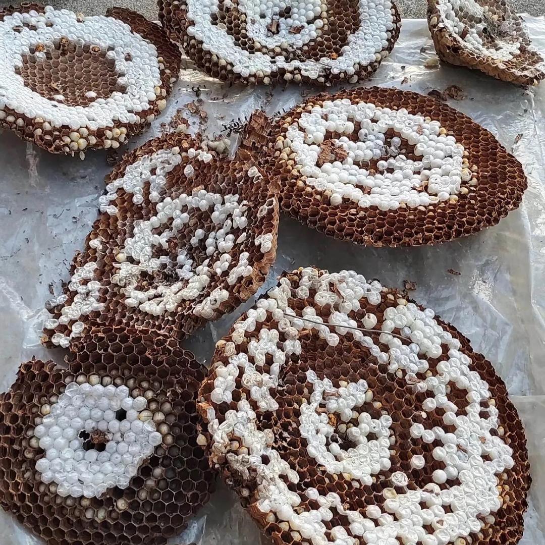 打野女王在户外