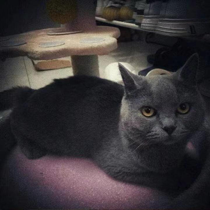 ᳐小᳐᳐猫᳐੭