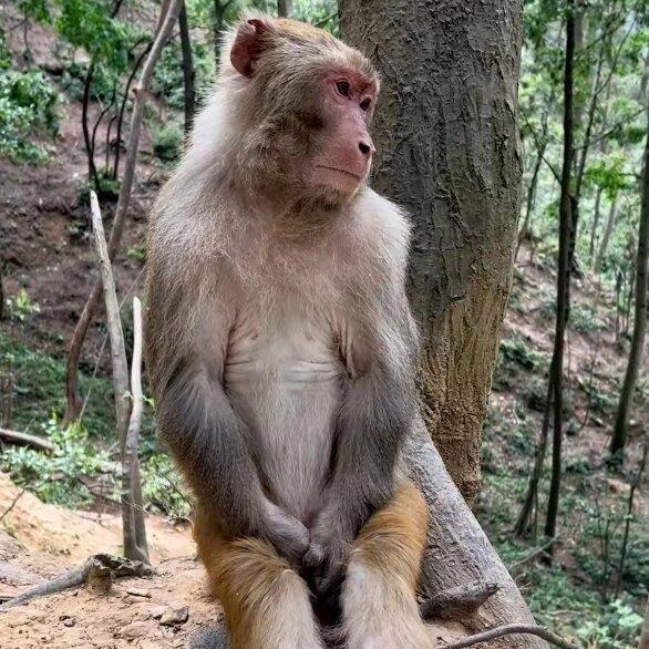 冤种大马猴🐒