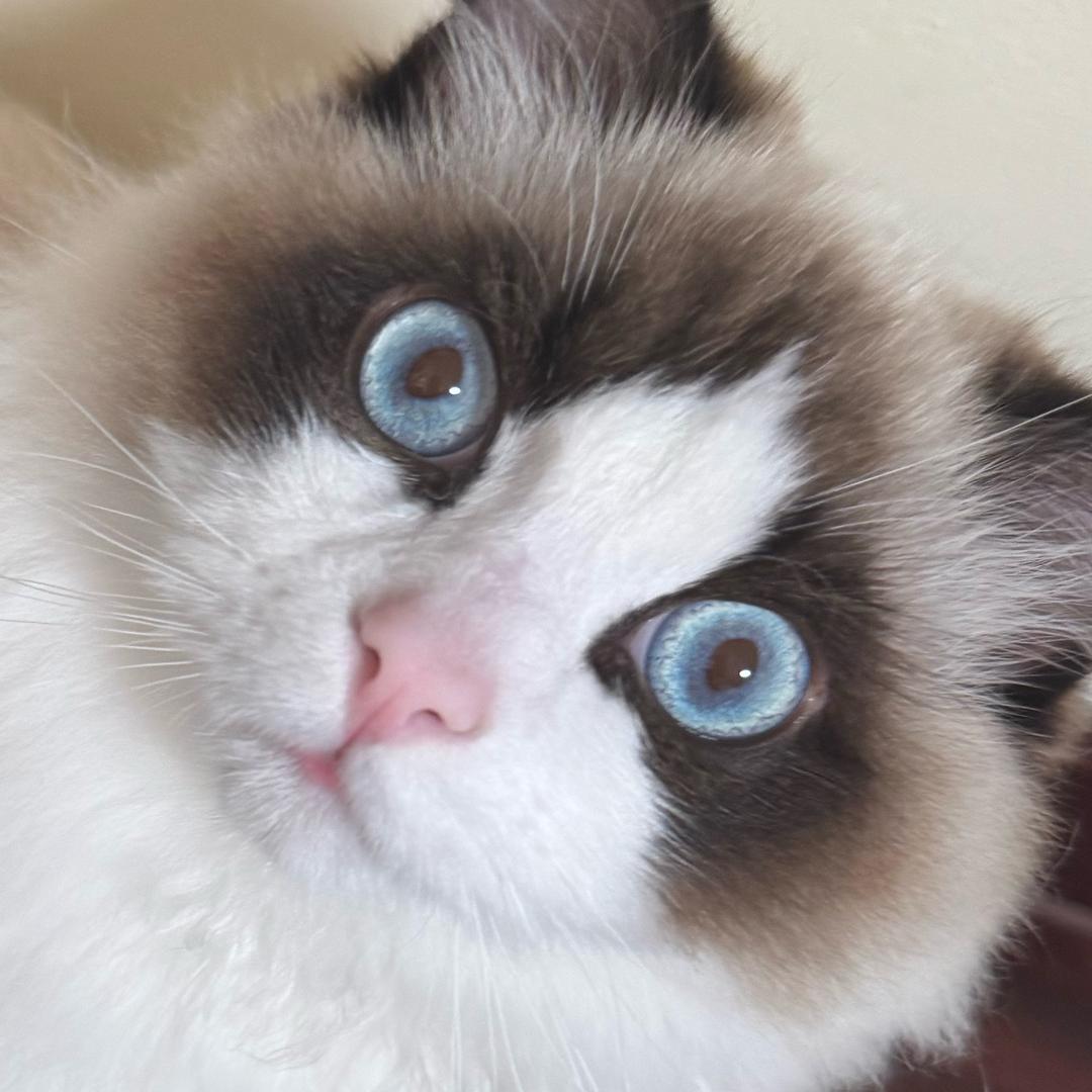 Kitty酱