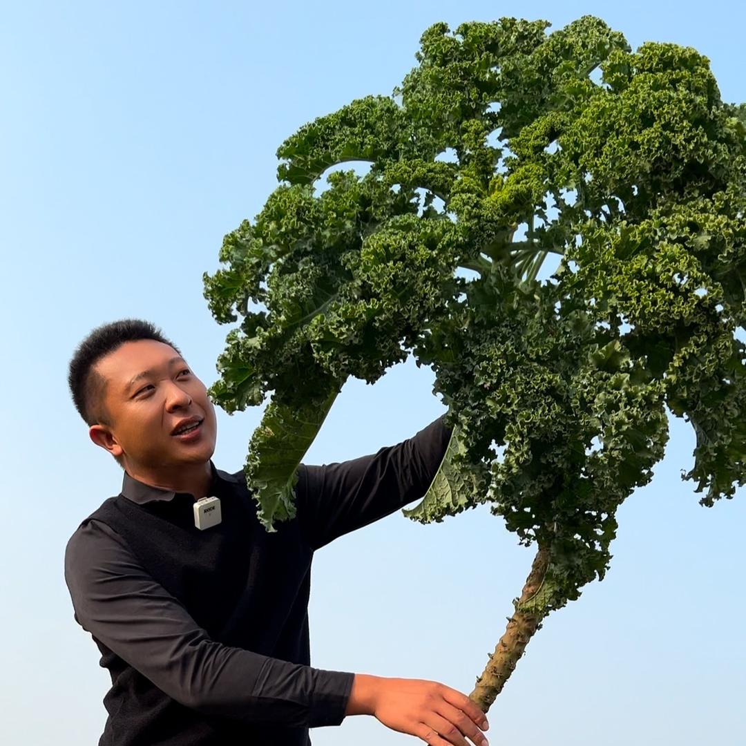 @羽衣甘蓝大王🥦开心哥