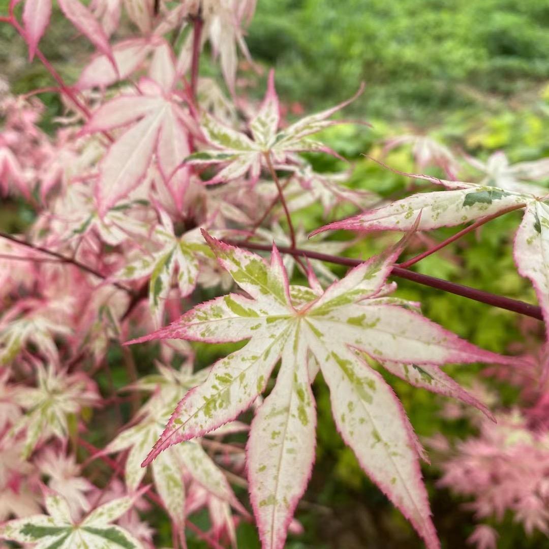 顾舍景观