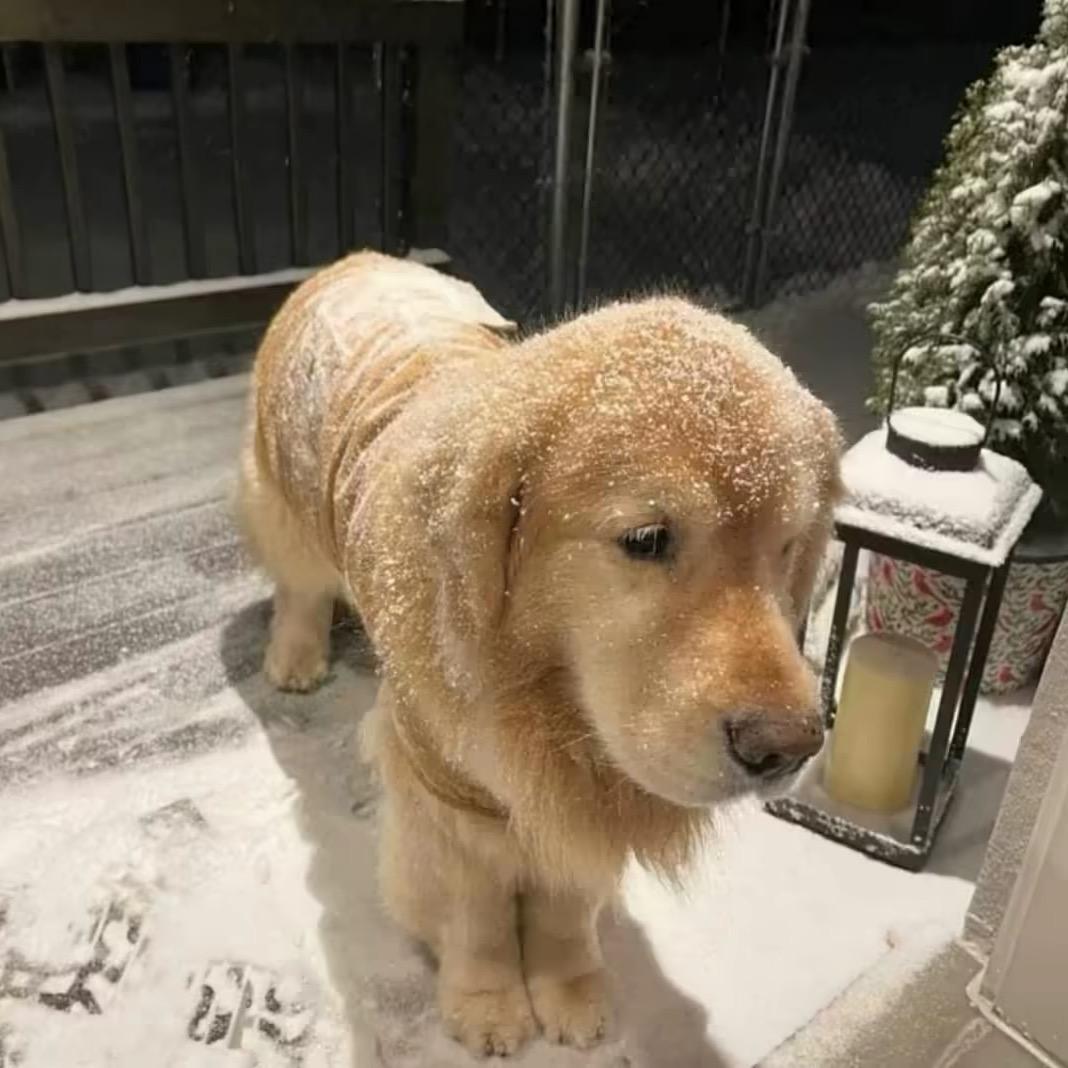 东京的雪