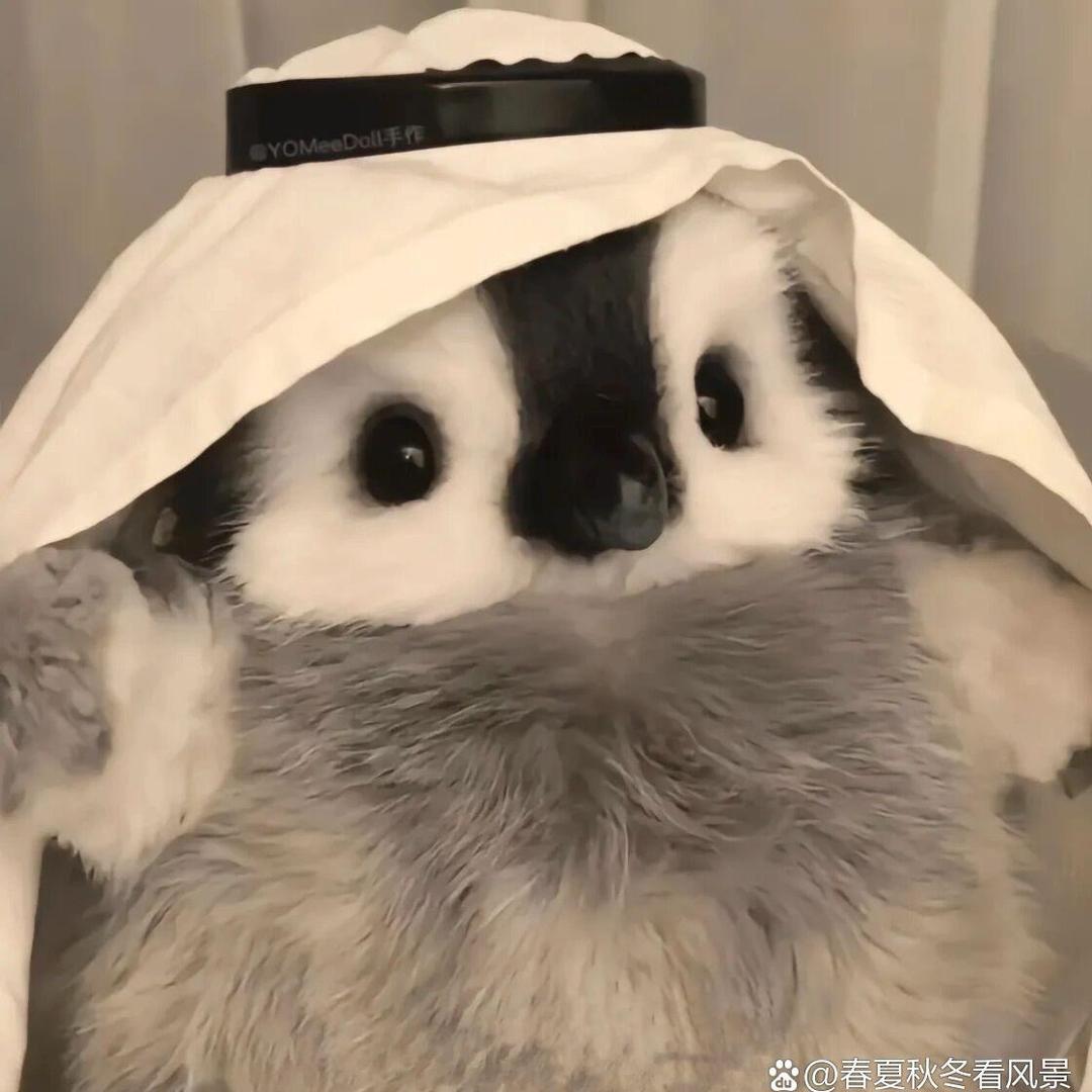 AK小帅