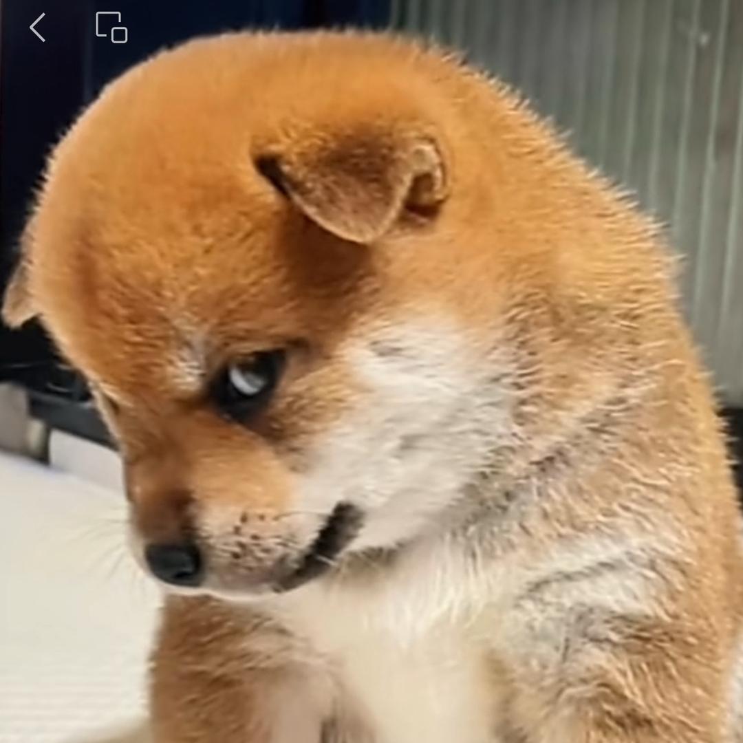 四喜临门