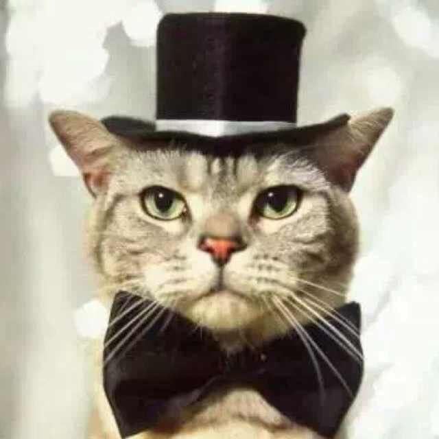 猫大大大大大大王