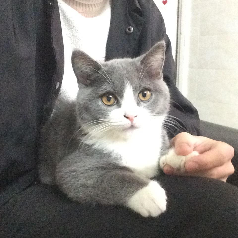 小成