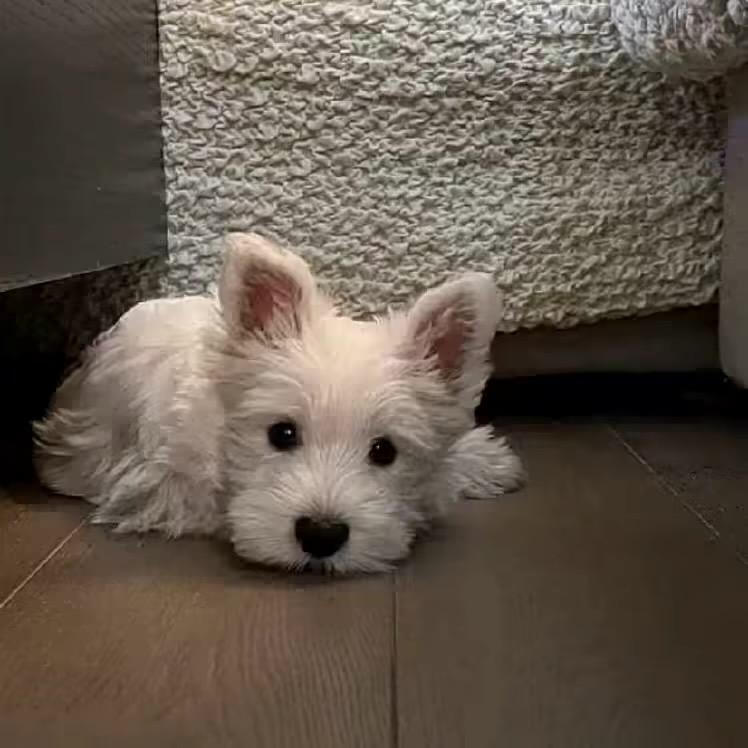 番茄炒什么都可以