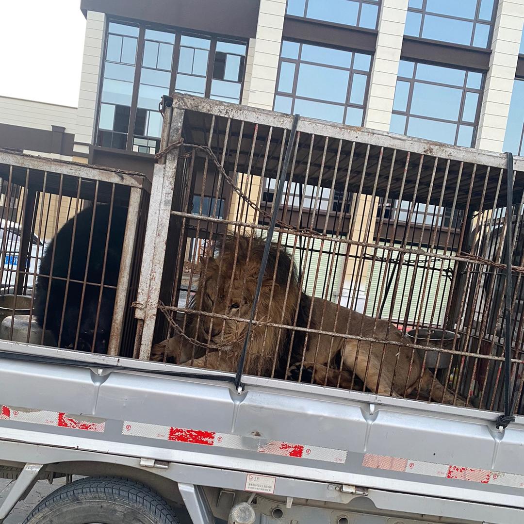 卍魔帝卍vs弯道情人