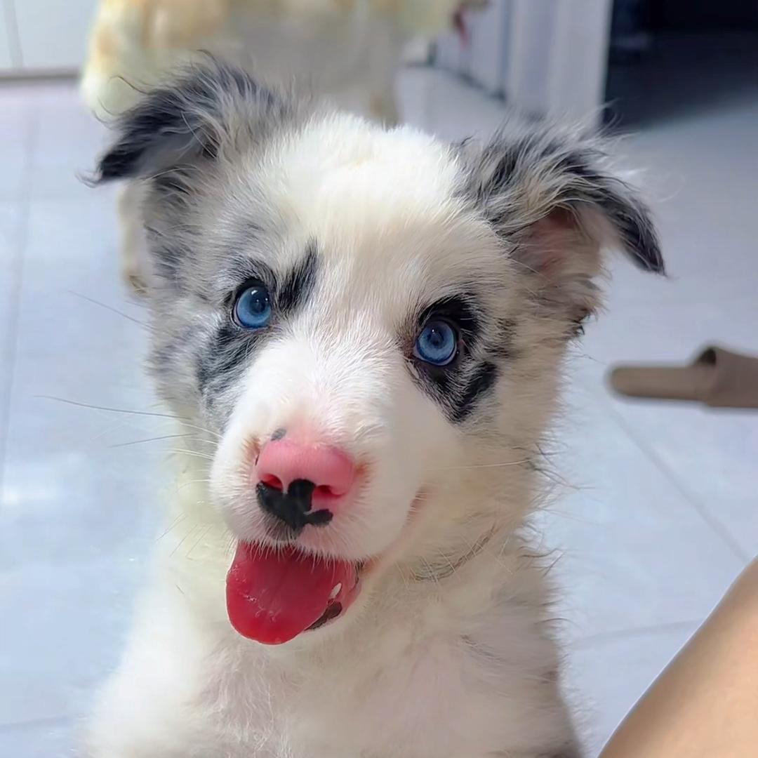 汤圆是只小边牧