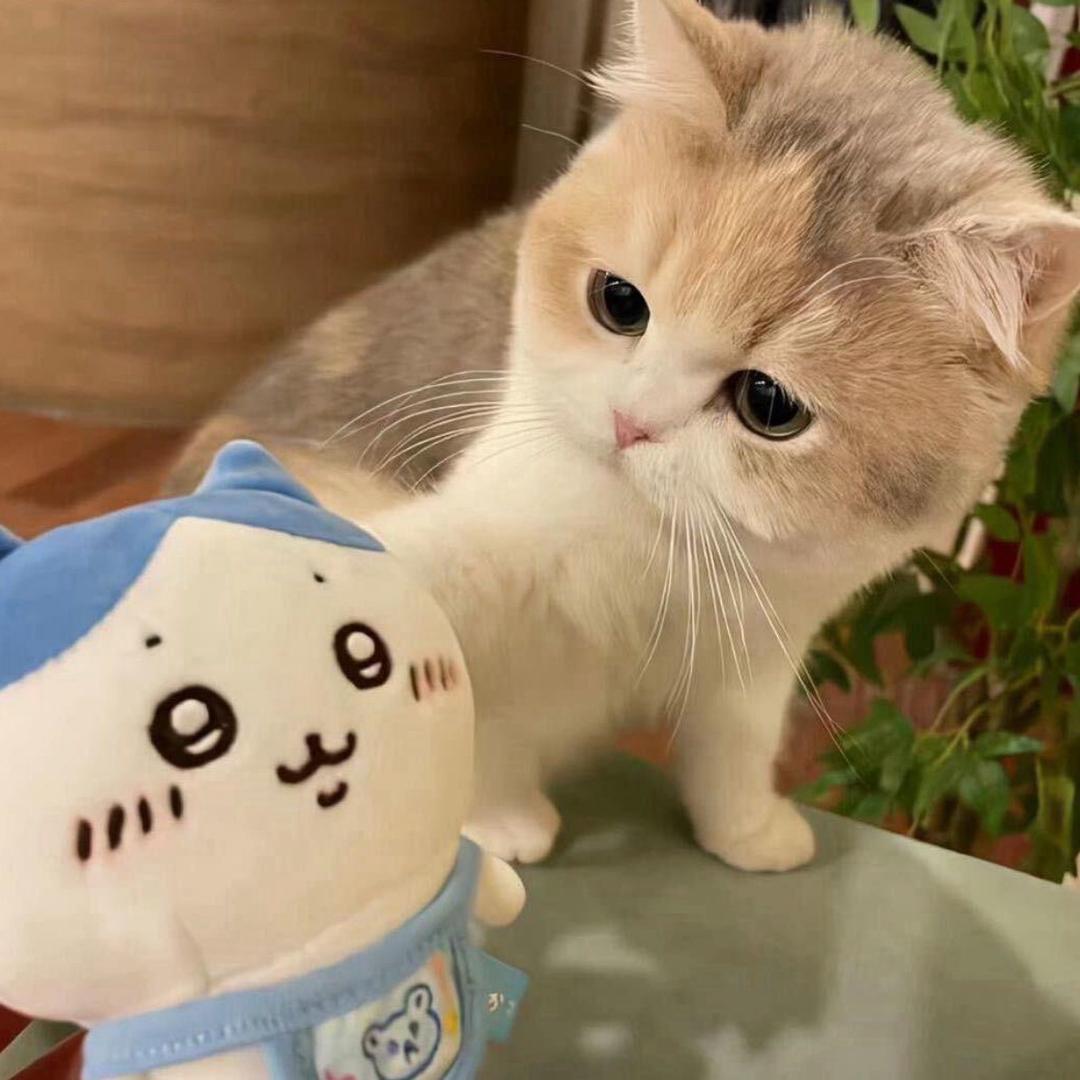@摇呼啦圈