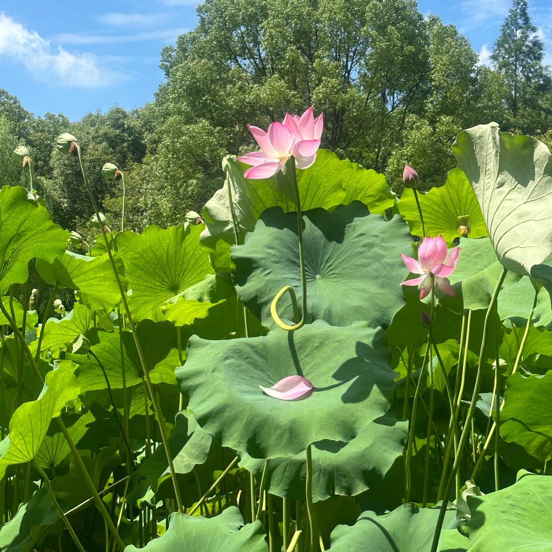 软糖