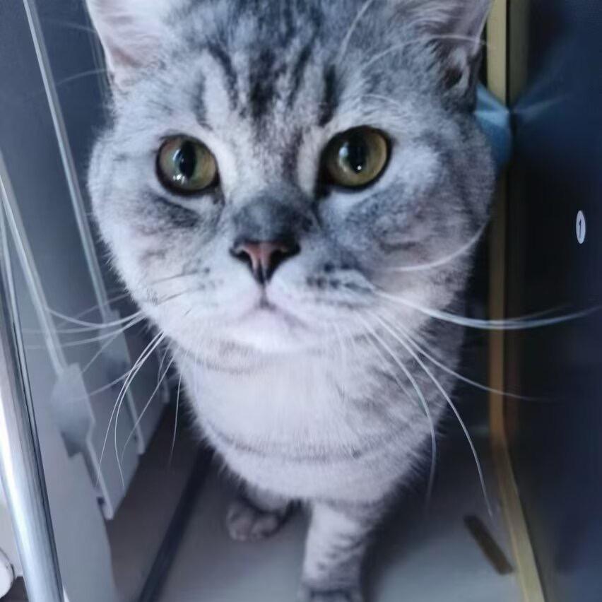 汤圆大王万万岁