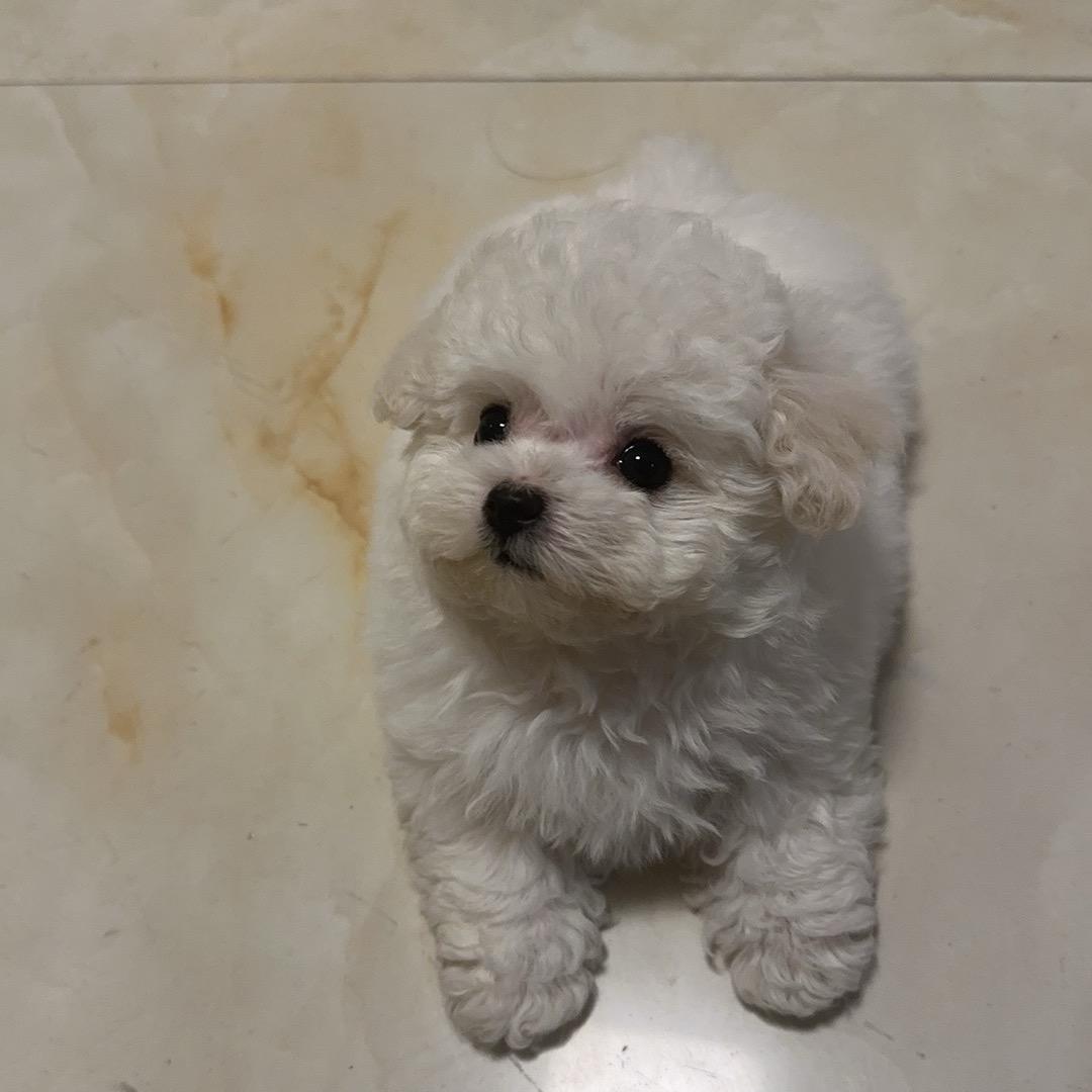 小糊涂。