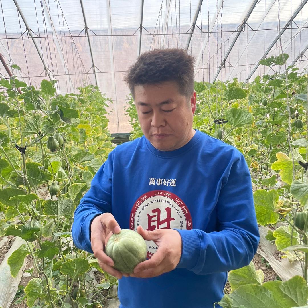 鄂尔多斯三胖蛋瓜子，黄柿子系列直营
