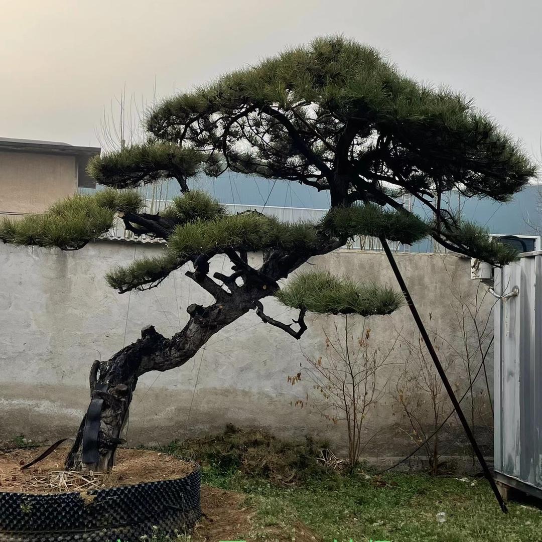 小胡说松