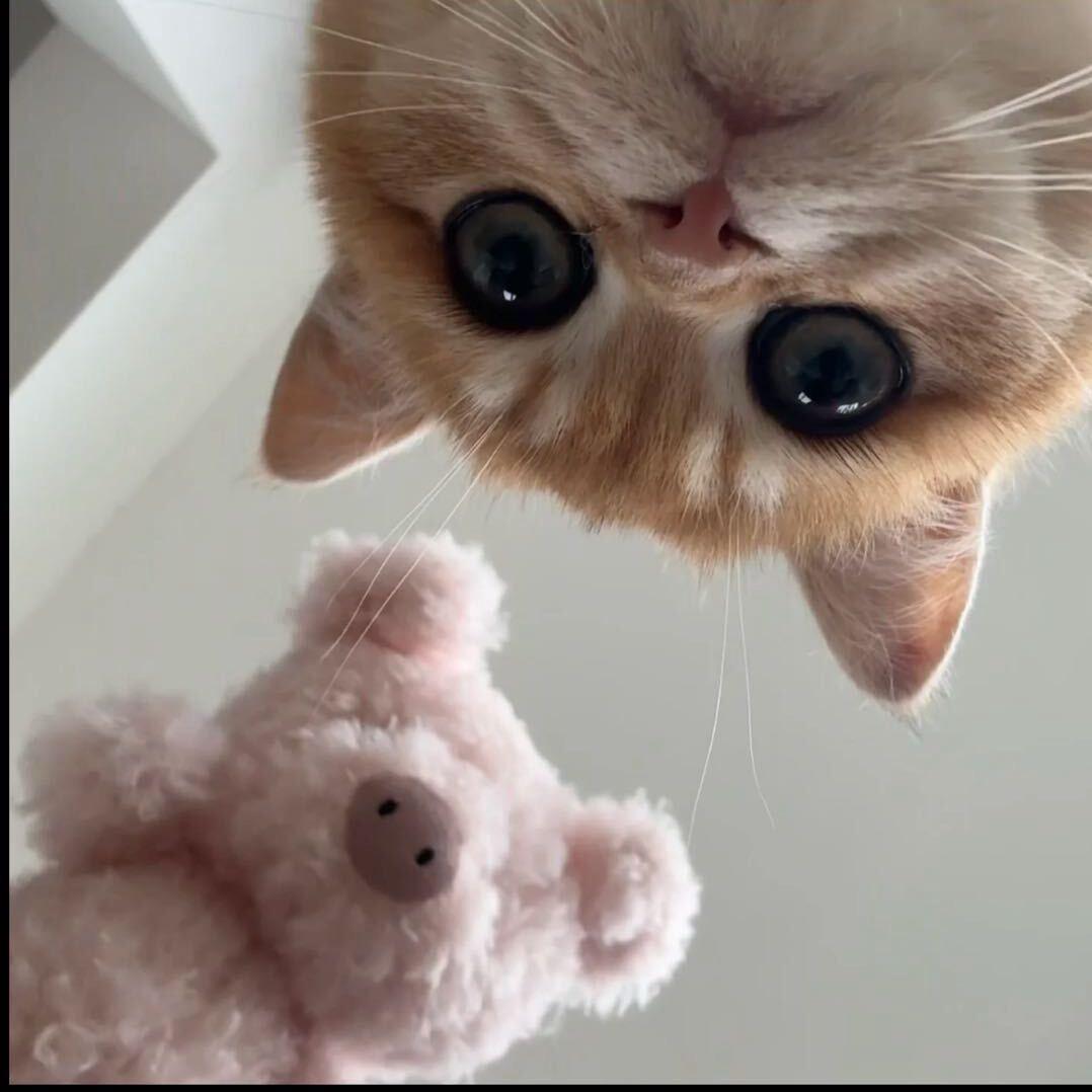 小猫重度依赖