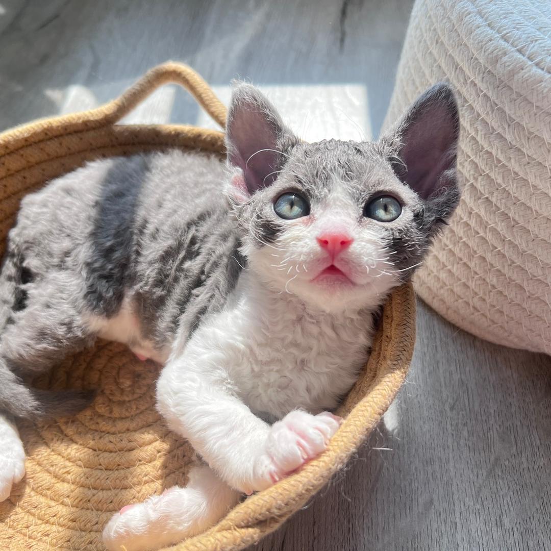 王先生家的猫