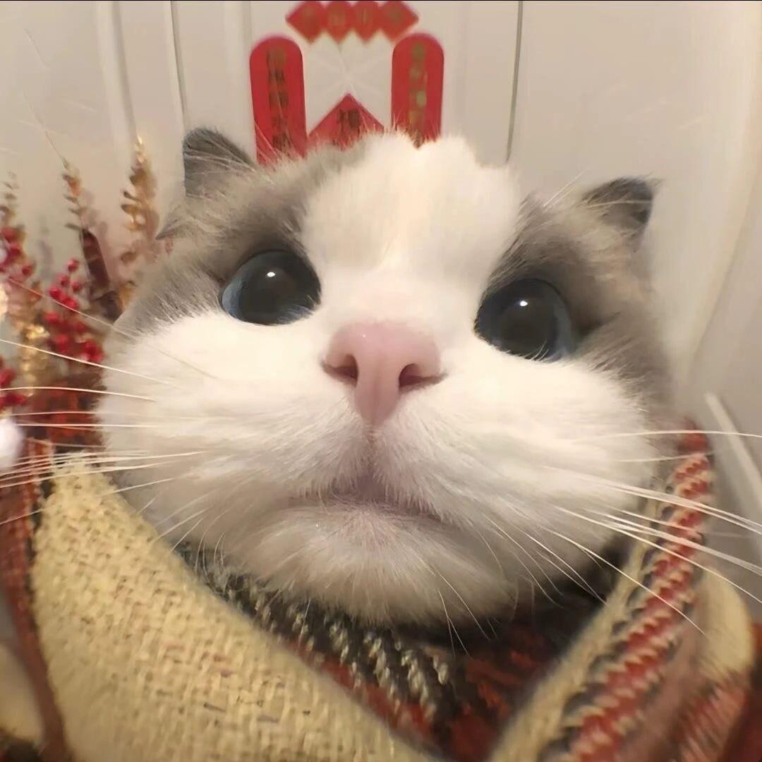 杳
