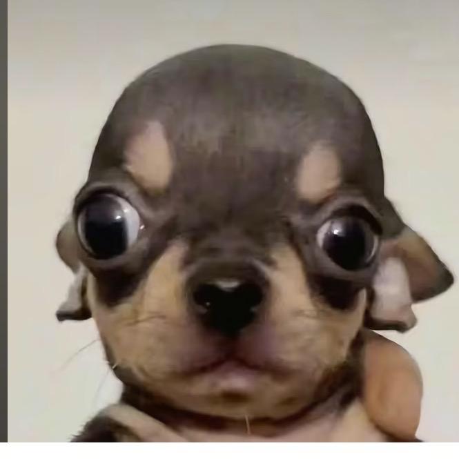 yy