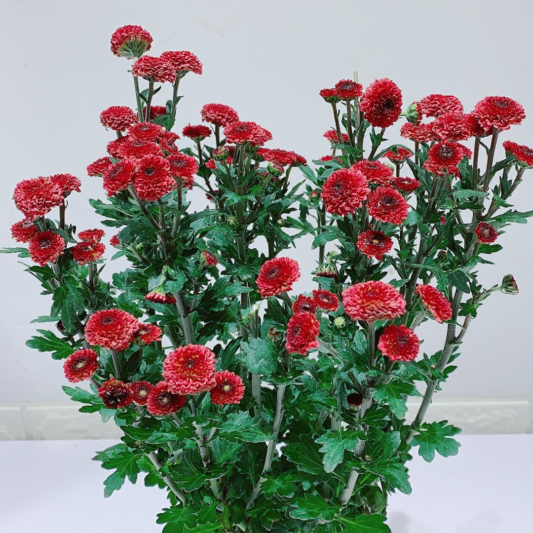 雾蒙花卉经营部