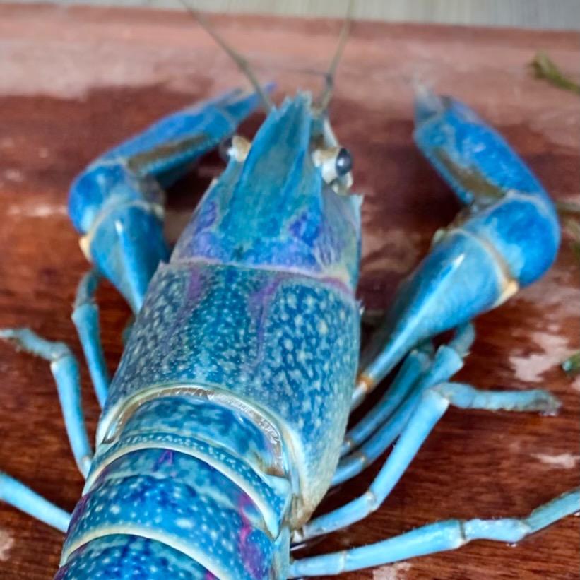 广东星链蓝龙虾