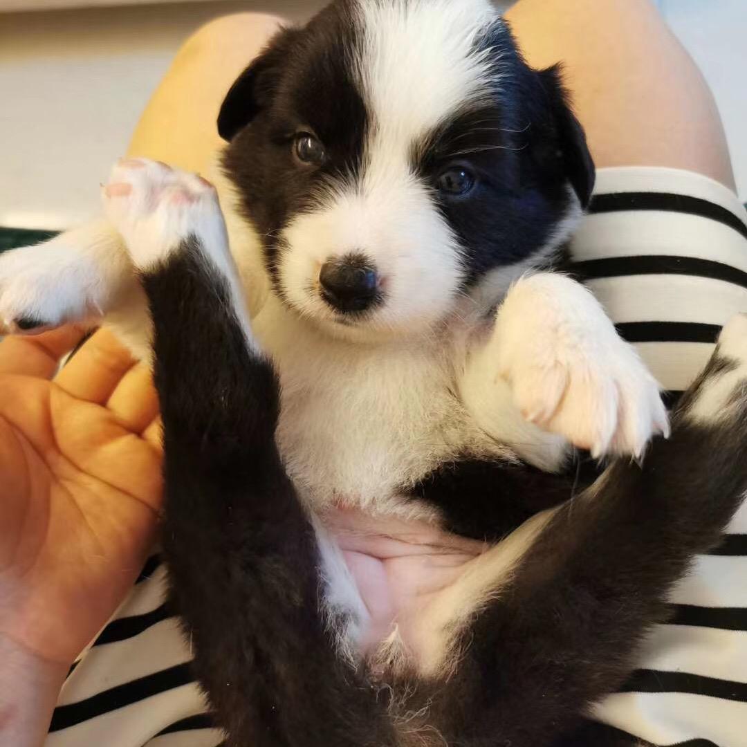 陈百万是个嘤嘤怪