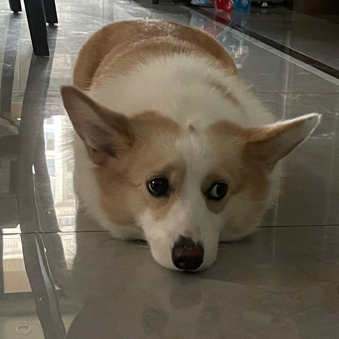 铁牛爱吃鱼🐾