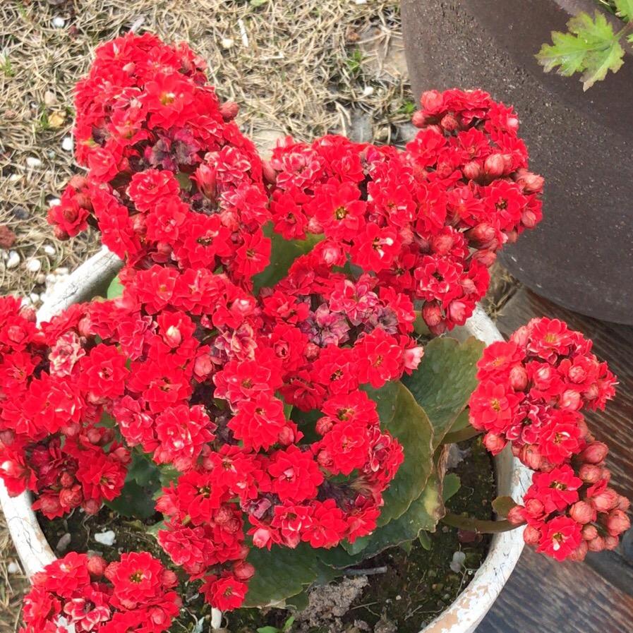 Flower花🌹