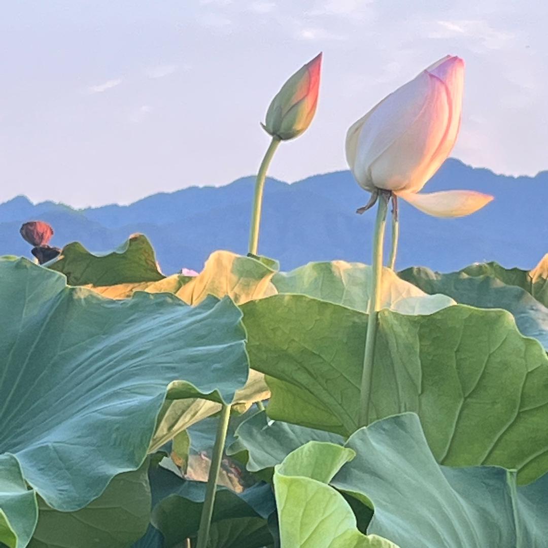 糖宝宝