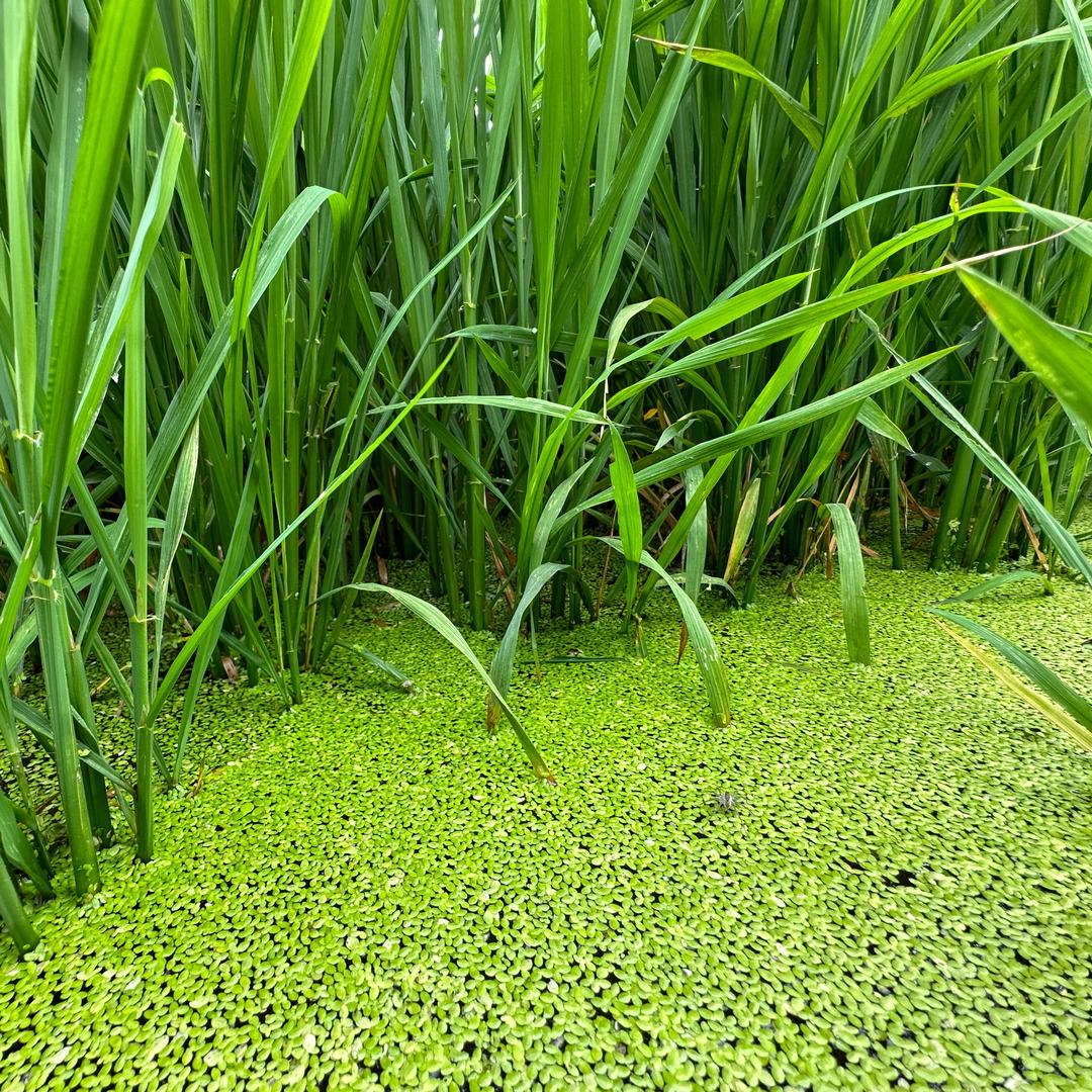 小夏返乡日记