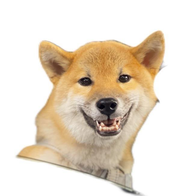 卑微电摩仔