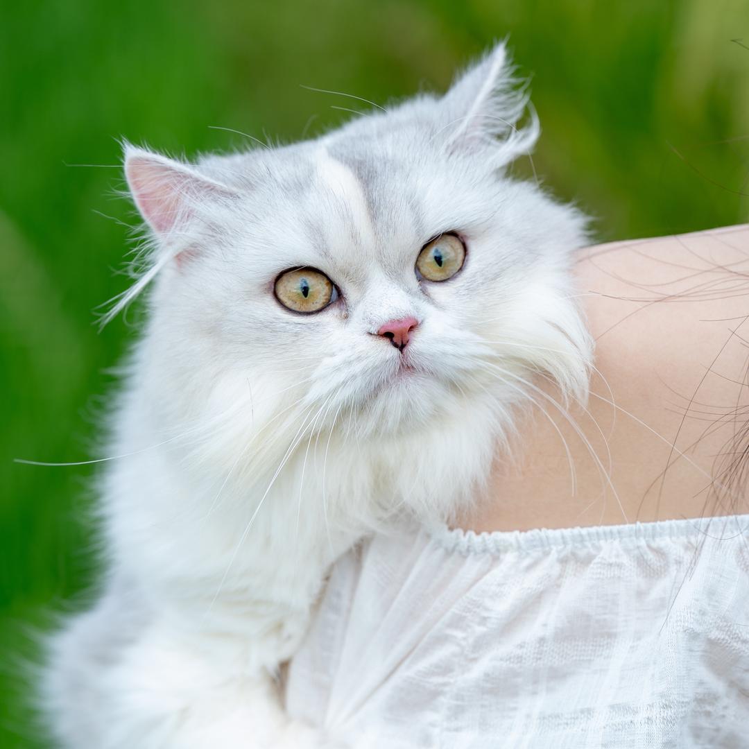 是多米崽耶🐱