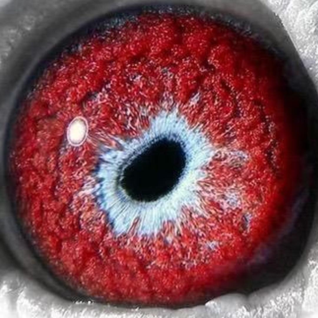 广东大和顺鸽业