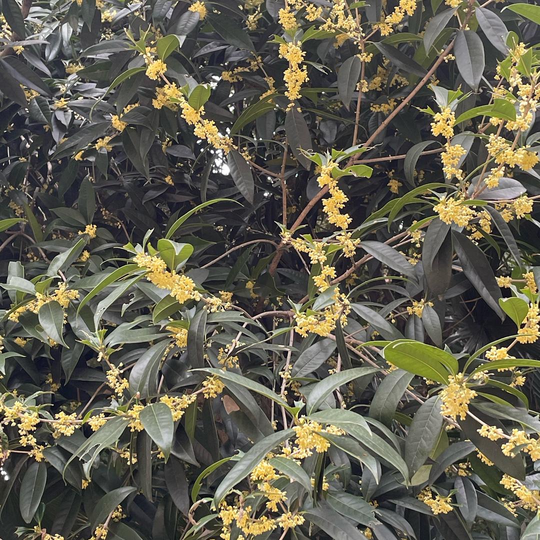 桂香馥郁
