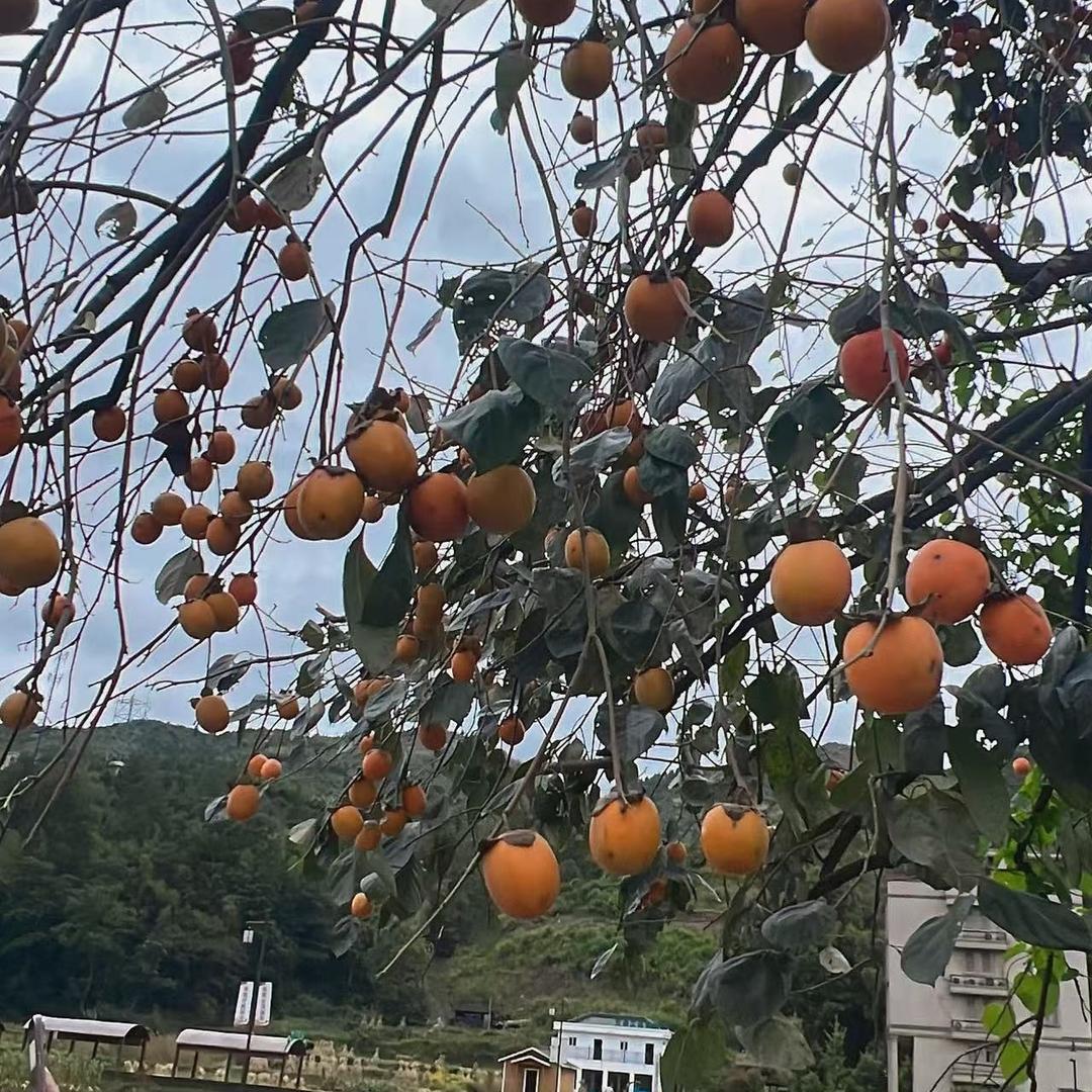 吉祥