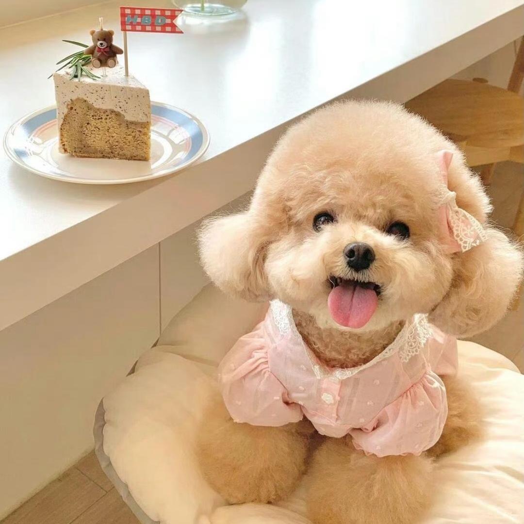 安欣家萌宠直播号04