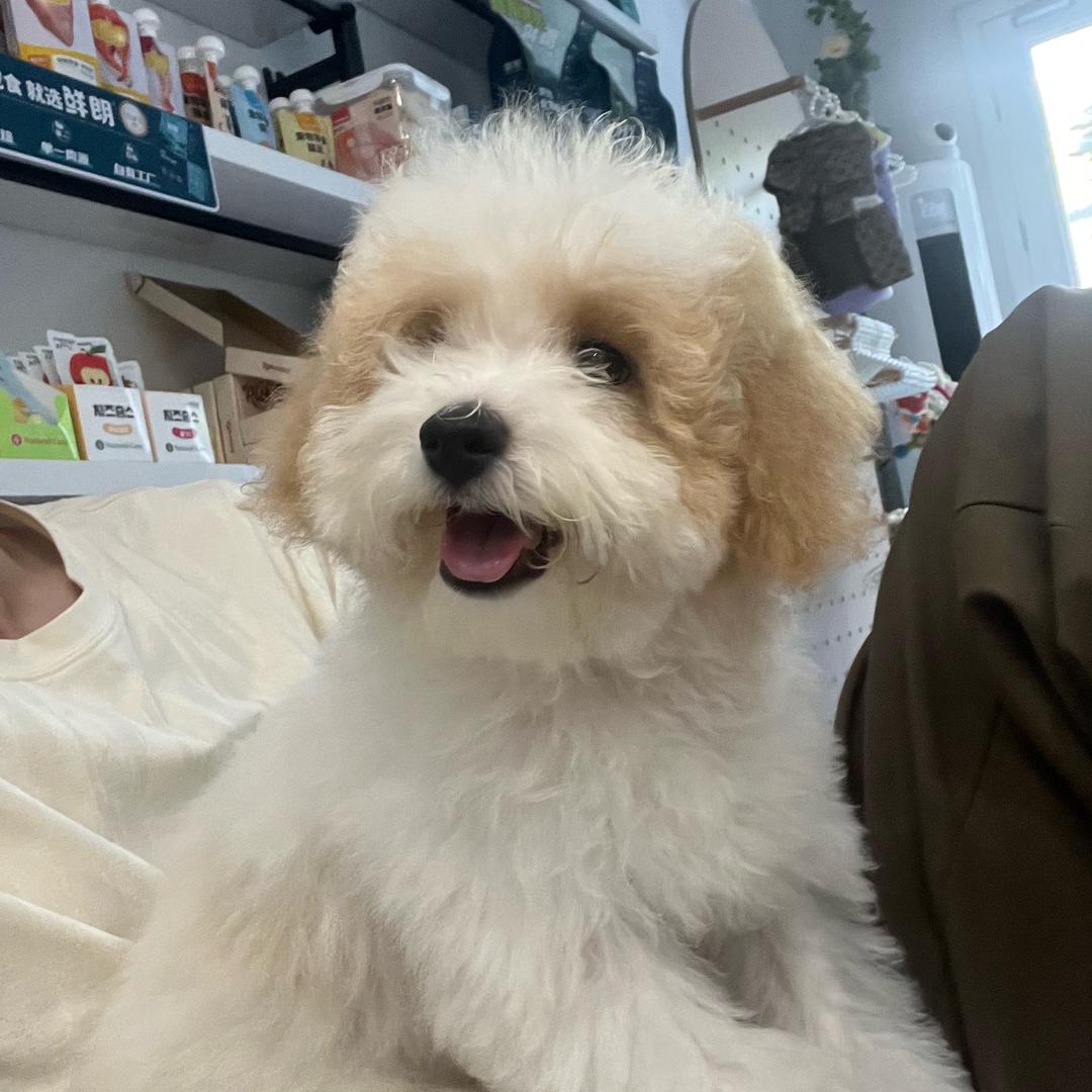 两只佩奇