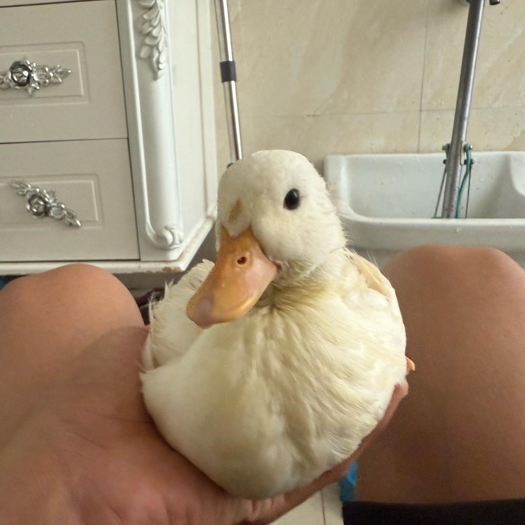 帅帅的萌宠乐园